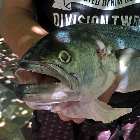 Апартаменти Otok *